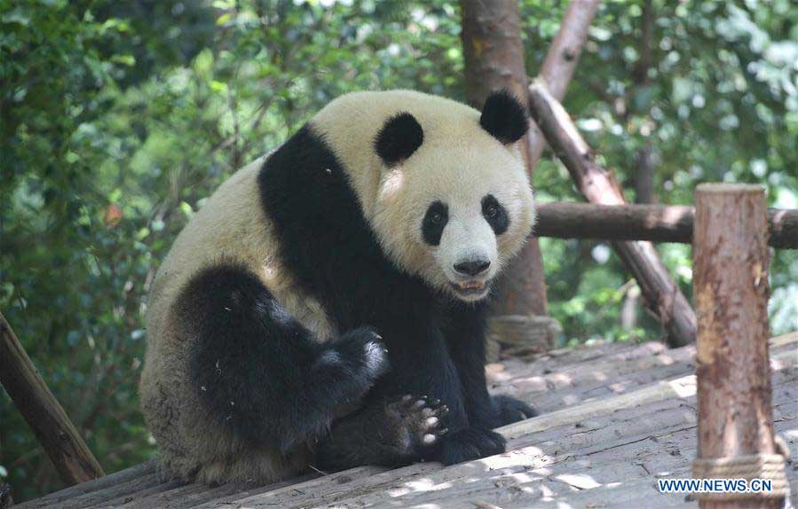 China to send two giant pandas to Denmark