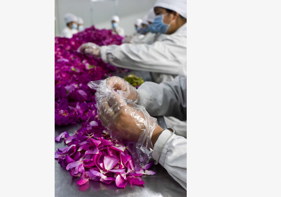 Hotan roses play important role in poverty alleviation in Xinjiang