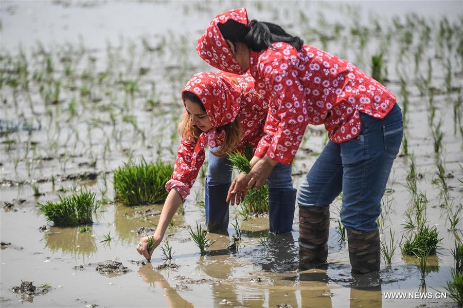 Foreign students experience transplanting rice seedlings in NE China