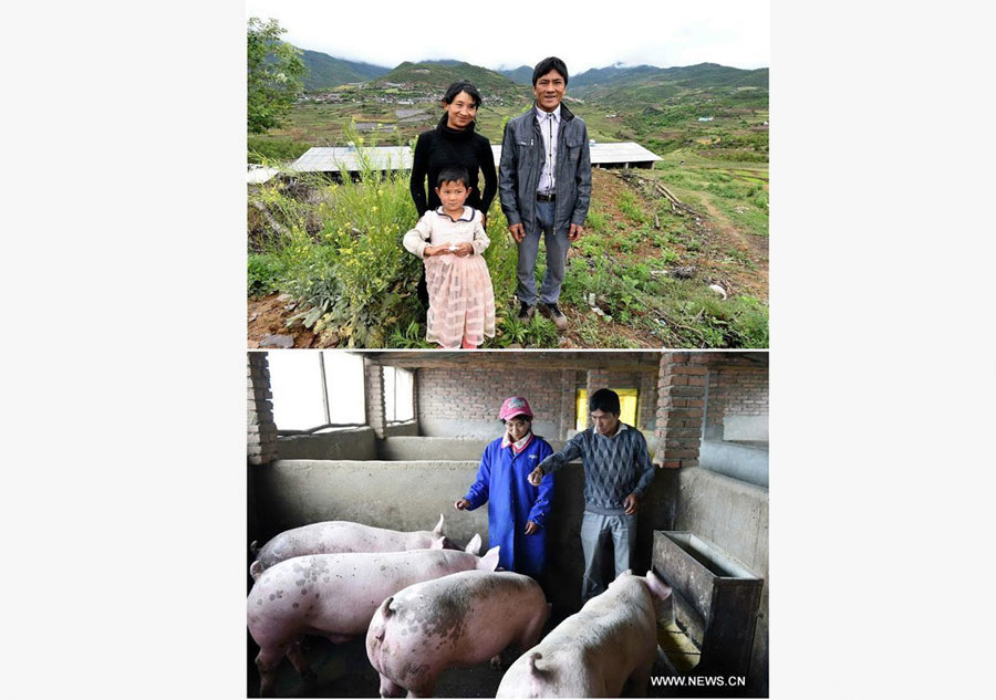 Pigs raising cooperative founded in Yunnan to alleviate poverty