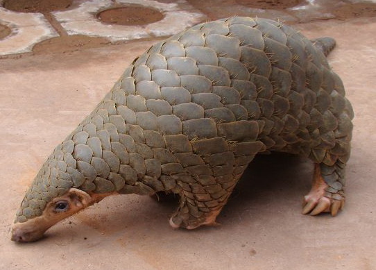 The pangolin is in need of a PR campaign