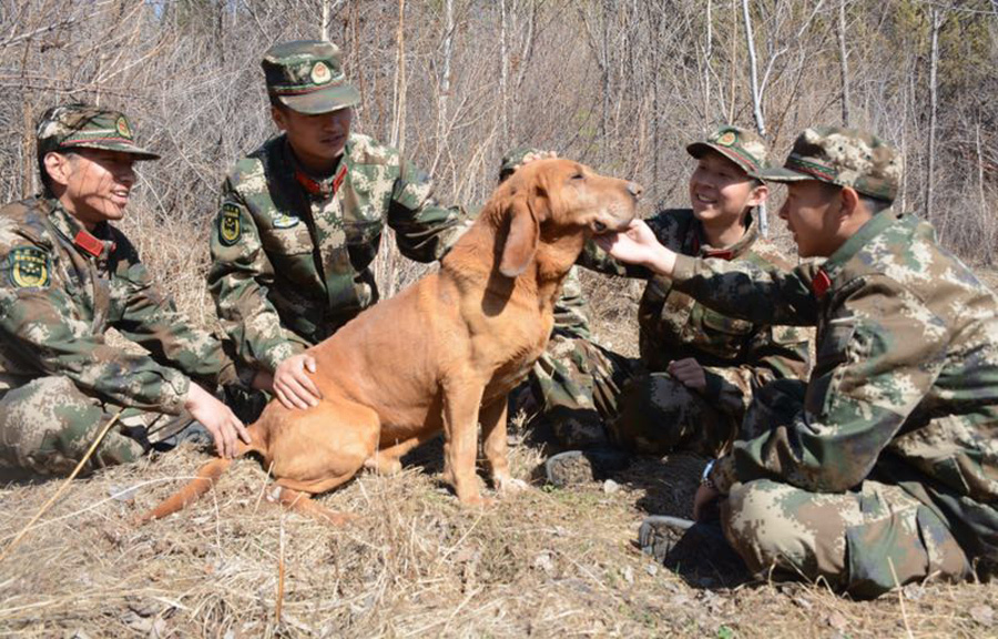 Bomb-sniffing dog retires after 7 years' service