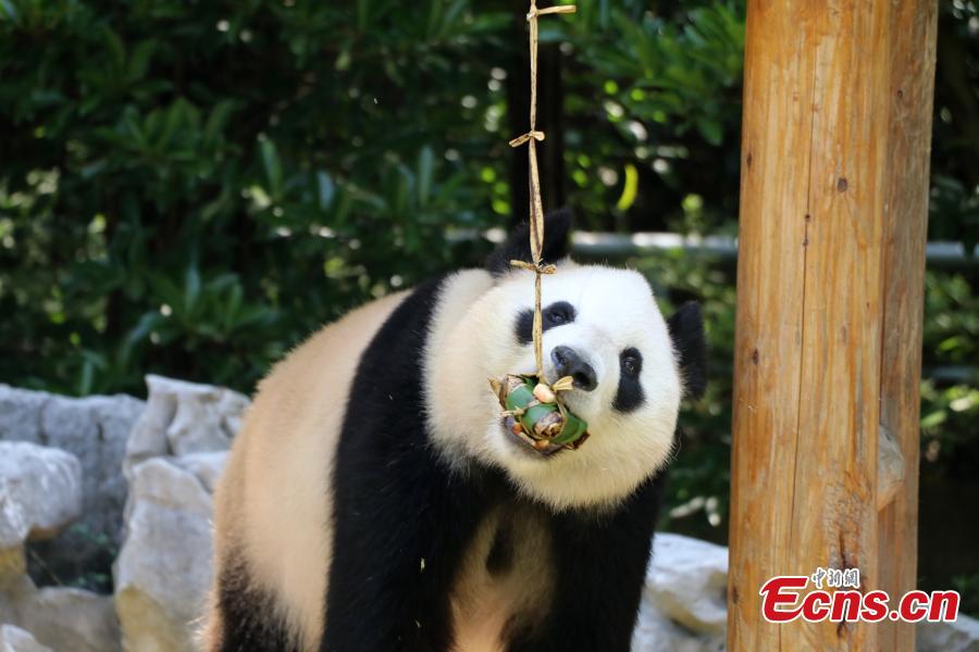 Giant panda enjoys <EM>zongzi</EM> at zoo in Yangzhou