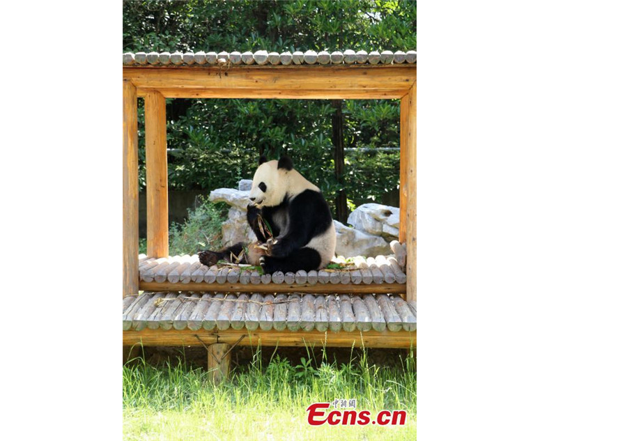 Giant panda enjoys <EM>zongzi</EM> at zoo in Yangzhou