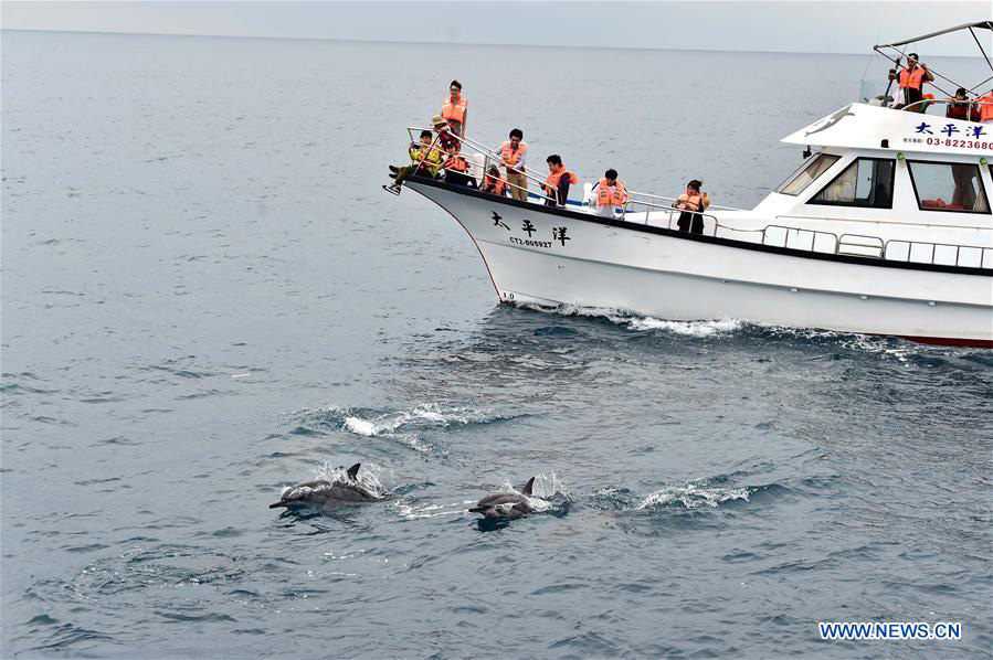 Dophin sightseeing in China's Taiwan