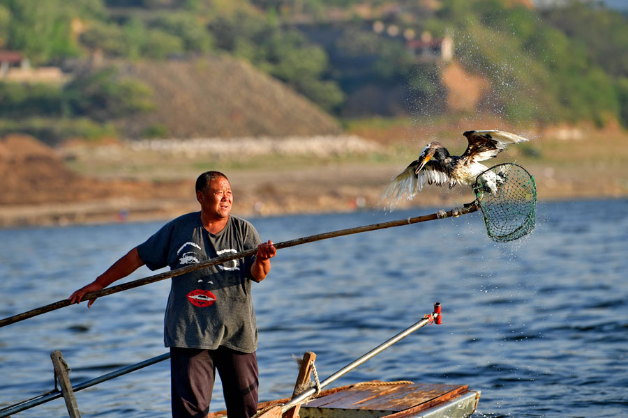Traditional method of fishing with ospreys may disappear