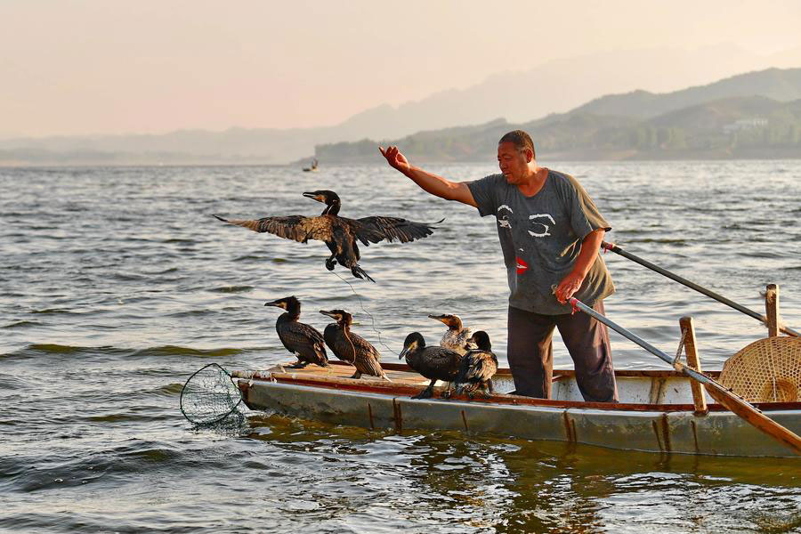 Traditional method of fishing with ospreys may disappear