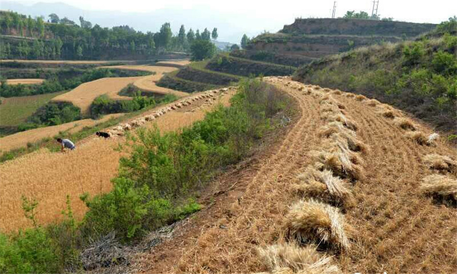 Harvest time for wheat reapers in Shanxi