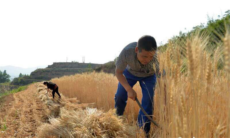 Harvest time for wheat reapers in Shanxi