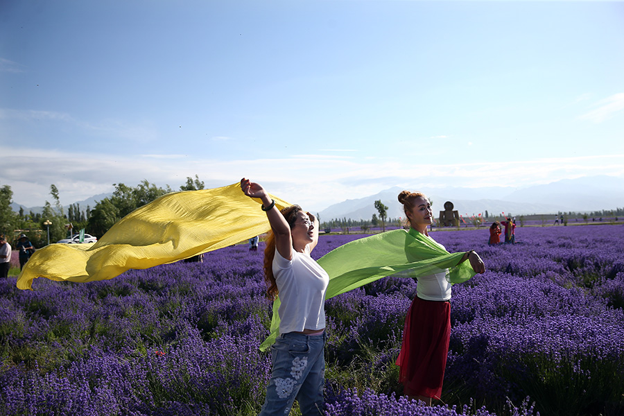 Lavenders bloom at Xinjiang's tourism festival