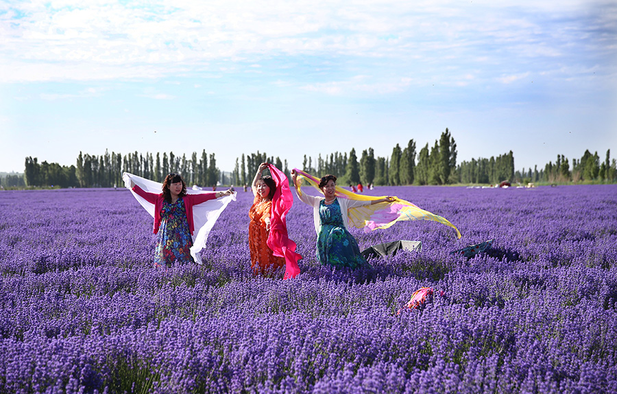 Lavenders bloom at Xinjiang's tourism festival