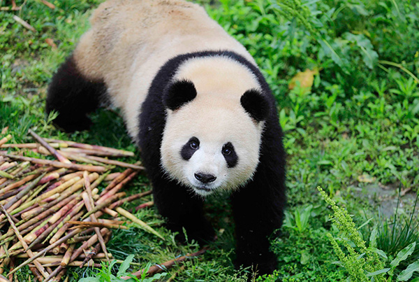 Panda pair heading to Zoo Berlin in 15-year agreement on conservation