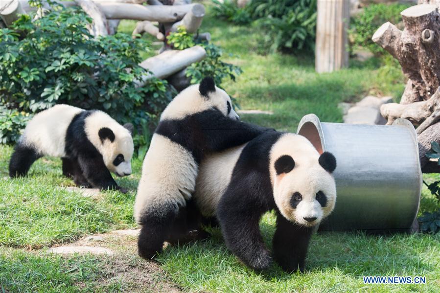 Twin panda cubs celebrate upcoming first birthday in Macao