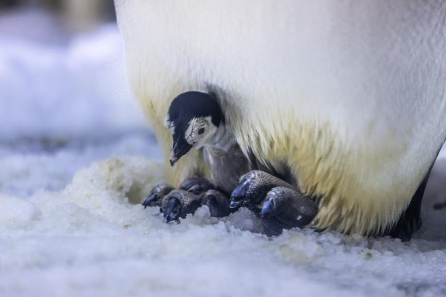 Newborn penguin taken care of by father