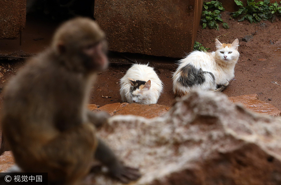 Cats help monkeys fend off rats in zoo