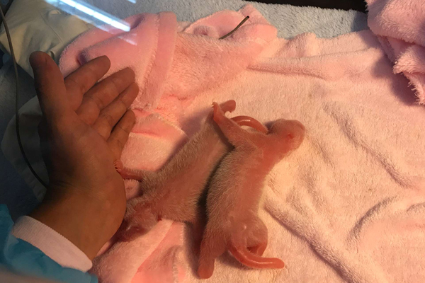 Panda gives birth to first pigeon pair of the year