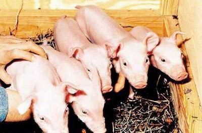 The world's first pigs cloned by robotic instrument born in Tianjin