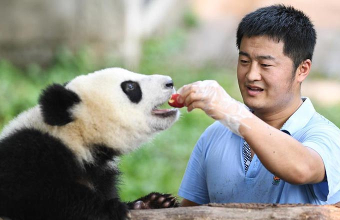 World's largest man-made forest[1]- Chinadaily.com.cn