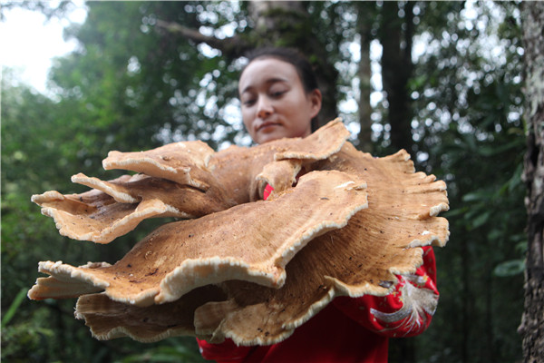 Giant mushroom found in Yunnan