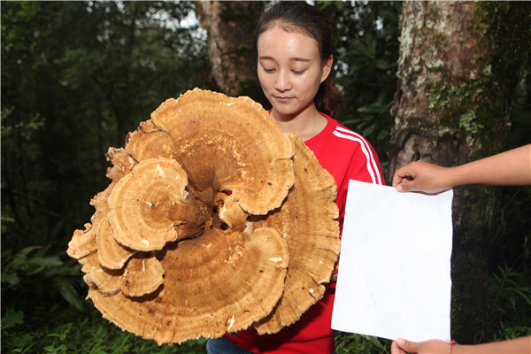 Giant mushroom found in Yunnan