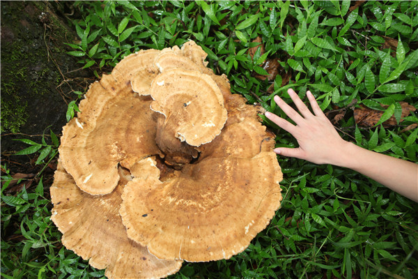 Giant mushroom found in Yunnan