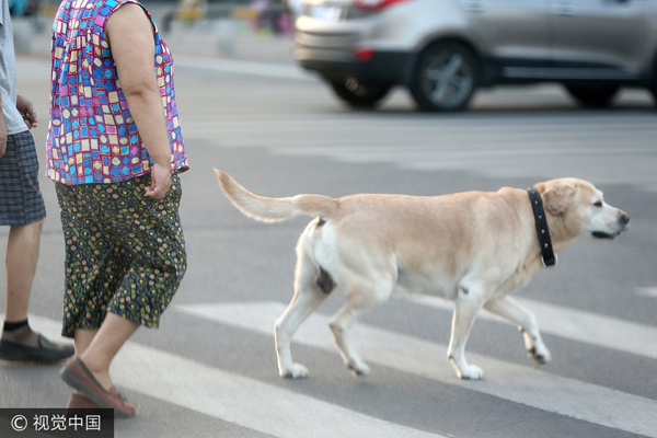 Irresponsible dog owners to face fines