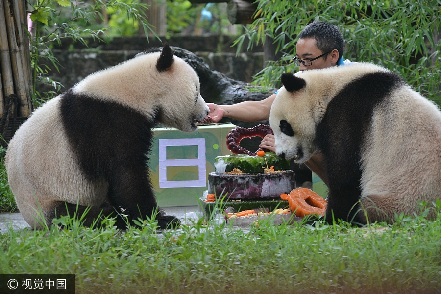 Panda twins turn two