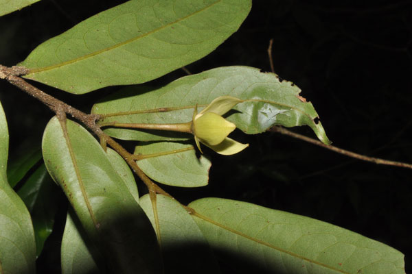 Endangered plant species found on Yunnan-Myanmar border