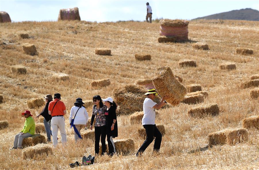 Harvest scenery of wheat fields in Xinjiang