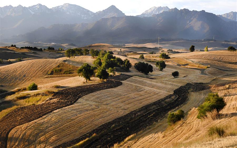 Harvest scenery of wheat fields in Xinjiang
