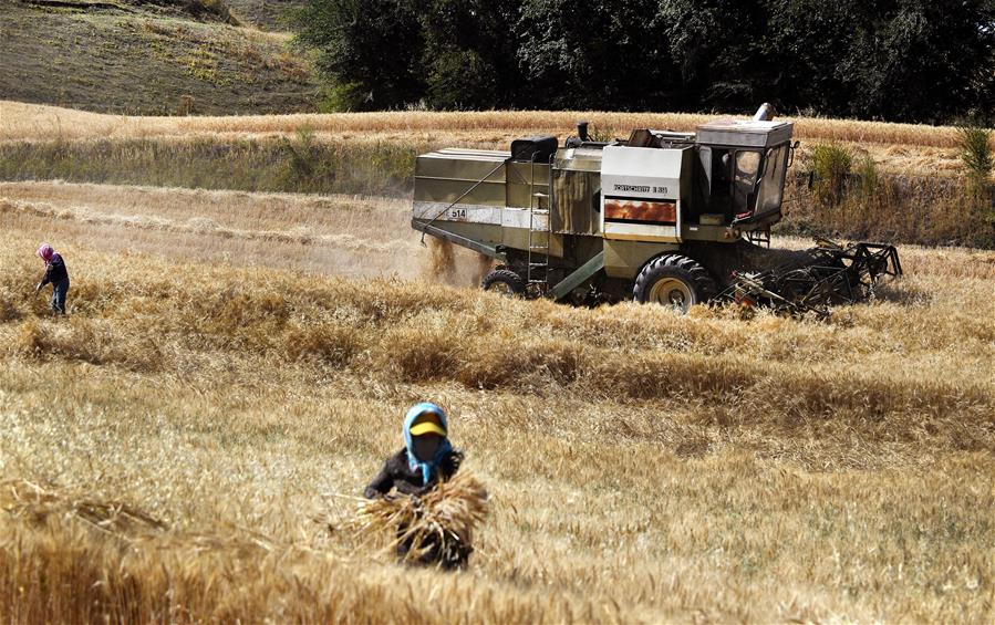 Harvest scenery of wheat fields in Xinjiang