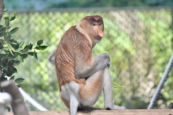 Endangered monkeys arrive in Guangzhou safari park