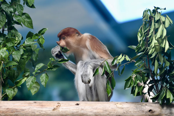 Endangered monkeys arrive in Guangzhou safari park