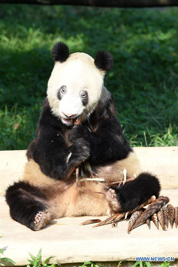 Panda Xinxing's 35th birthday celebrated at Chongqing Zoo