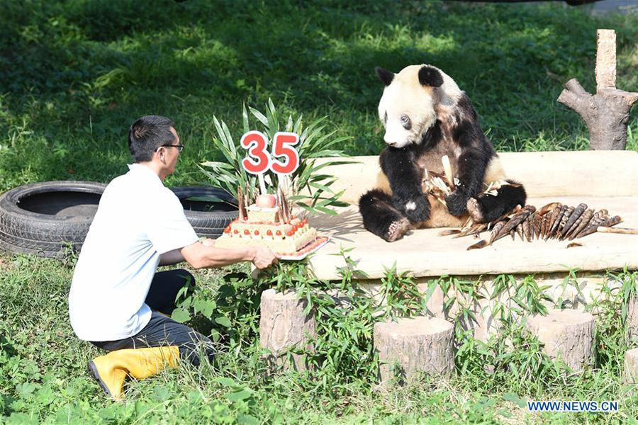 Panda Xinxing's 35th birthday celebrated at Chongqing Zoo