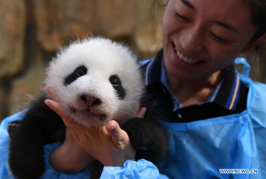 China to build cross-provincial national park for giant panda