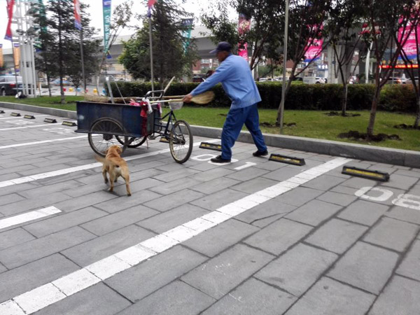 Dog helps man clean streets, collect rubbish