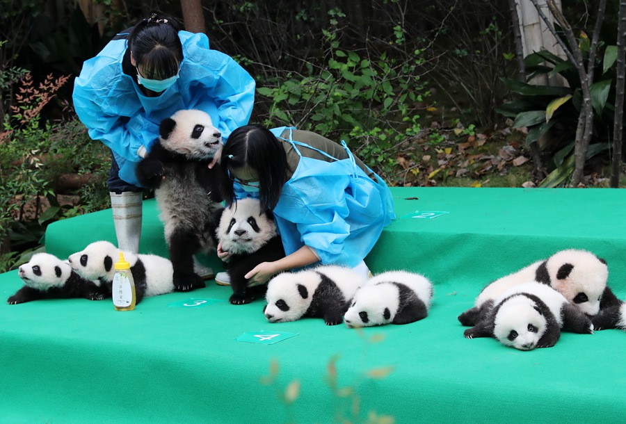 11 giant pandas take first baby step in public