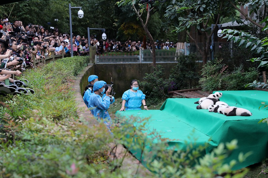 11 giant pandas take first baby step in public