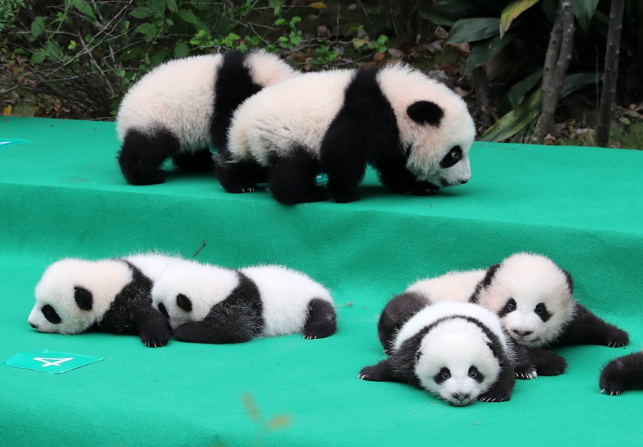 11 giant pandas take first baby step in public