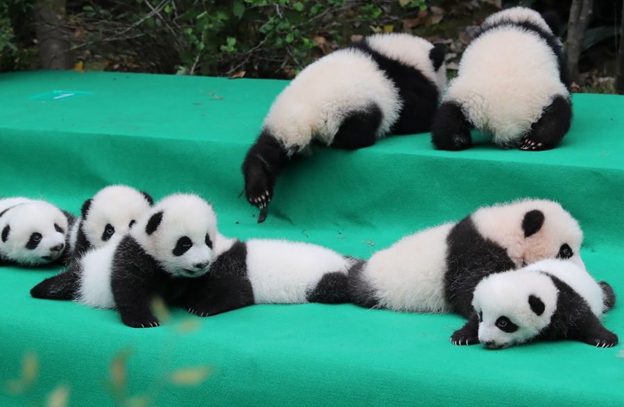 11 giant pandas take first baby step in public