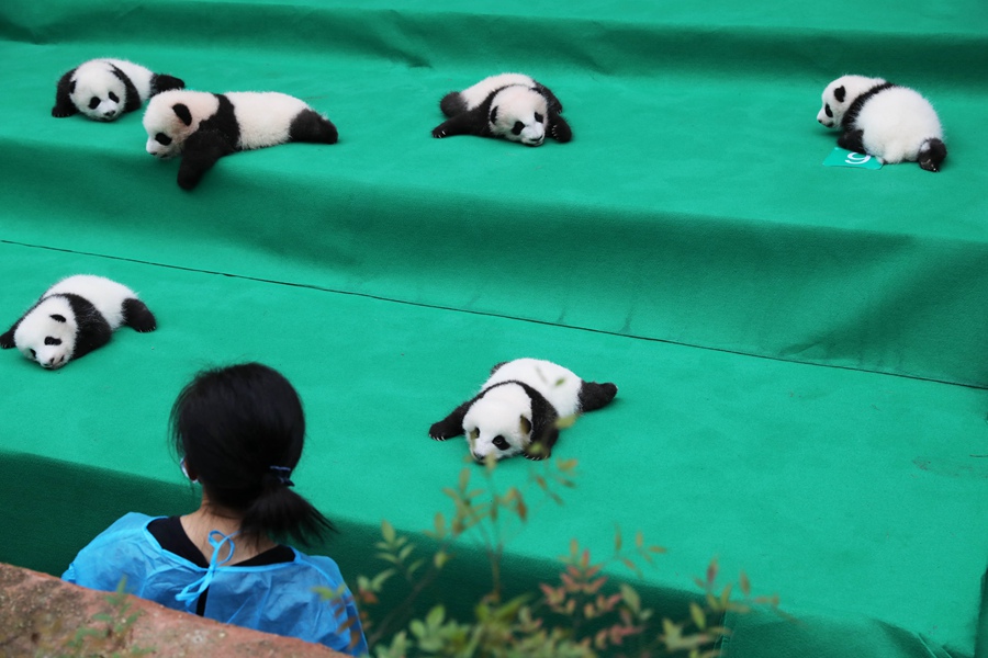 11 giant pandas take first baby step in public
