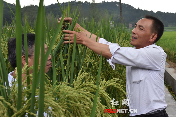 Grassroots delegate: Village Party chief helps grow wealth from rice fields