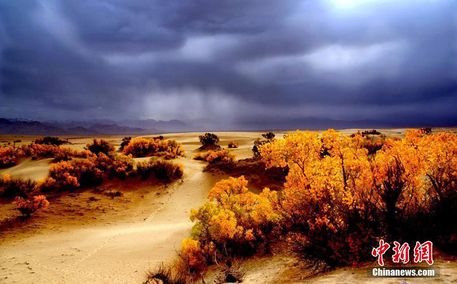 Desert poplars at sky-high altitude add color to autumn