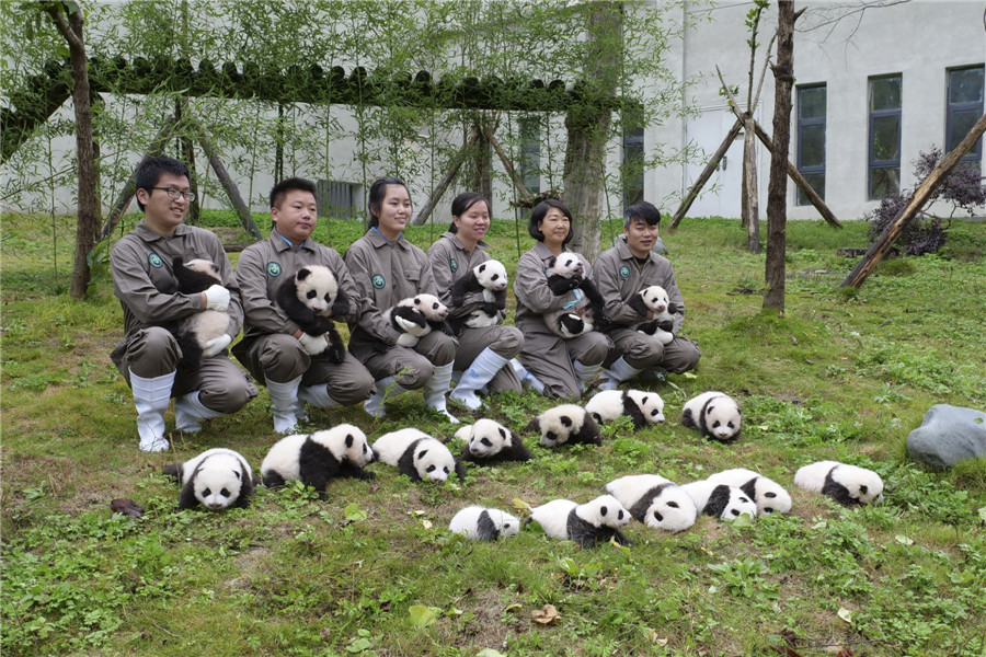 Newborn pandas get a photoshoot