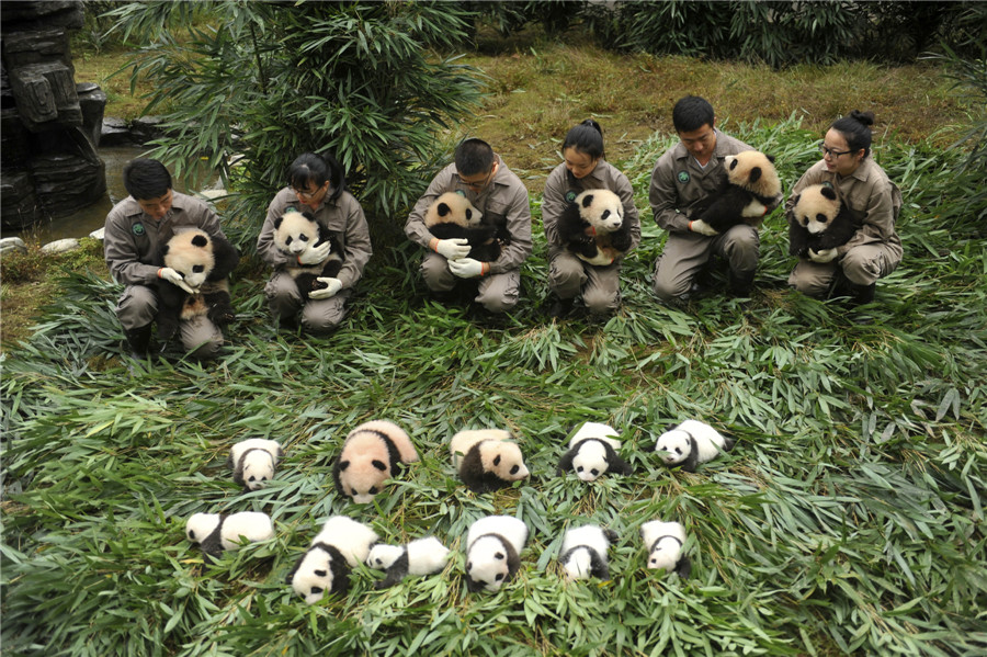 Newborn pandas get a photoshoot