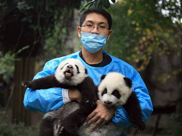 Panda keeper witnesses big changes