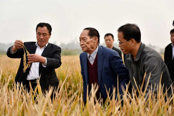 Hybrid rice delivers a record yield