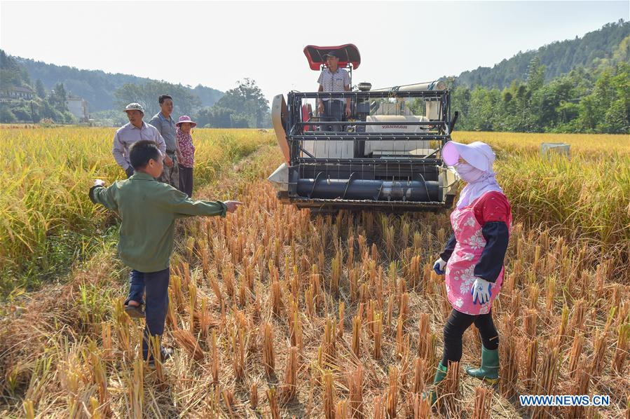 Migrant workers' life during harvest season