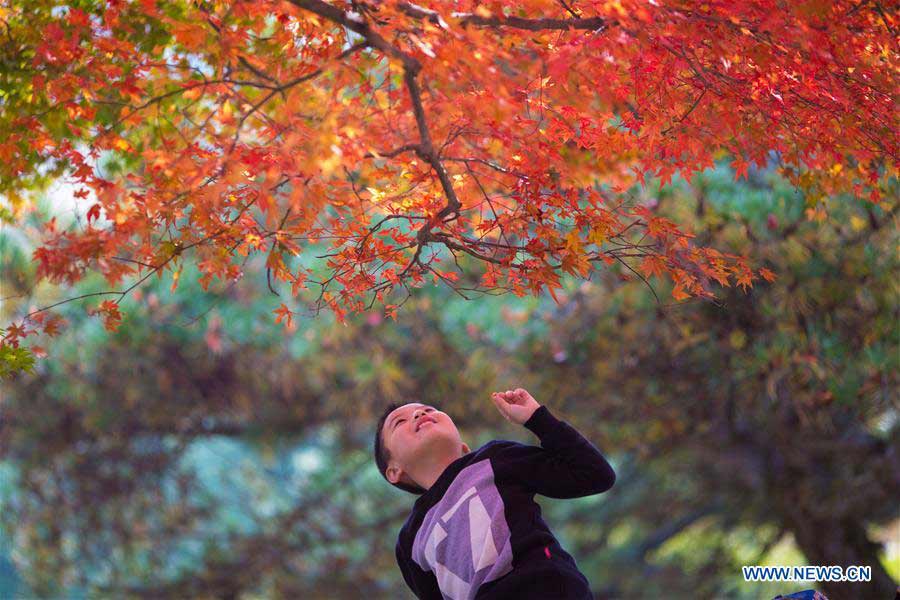 Gorgeous autumn scenery across China